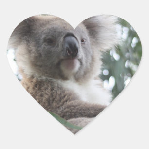 Koala Beer Feiten Stickers