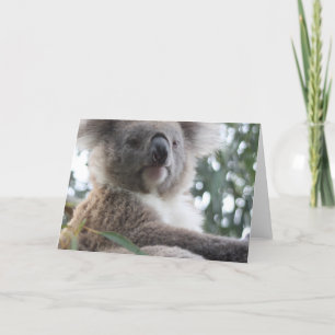 Koala Beer Feiten Wenskaarten Kaart