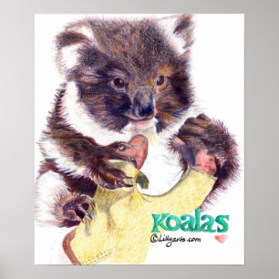 Koala Beer Fine Art Print en Poster