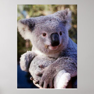 Koala Beer Holding A Koala Beer Poster