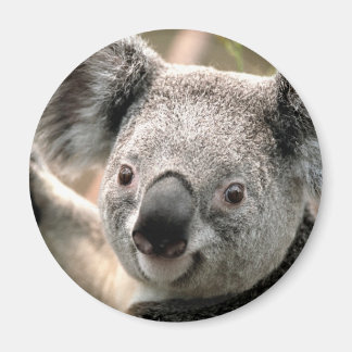 Koala Beer ijskastmagneet Magneet