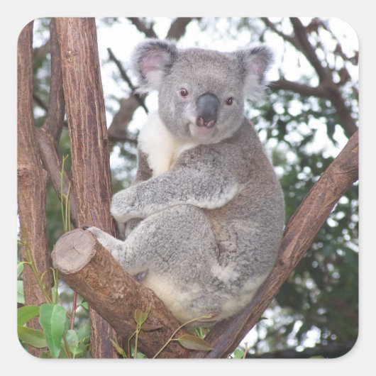 Koala Beer in een boom Vierkante Sticker (Voorkant)
