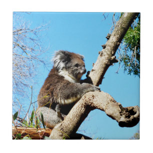 Koala Beer in oude dennenboom, Tegeltje