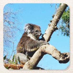 Koala Beer in oude dennenboom, Vierkante Kartonnen Onderzetter