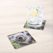 Koala Beer Kartonnen Onderzetters (Insitu)