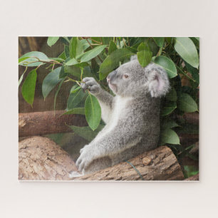 Koala Beer Legpuzzel