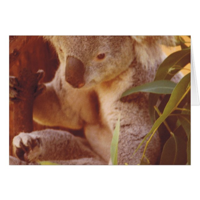 Koala Beer Love (Voorkant Horizontaal)
