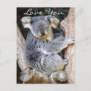 Koala Beer Love_ Briefkaart