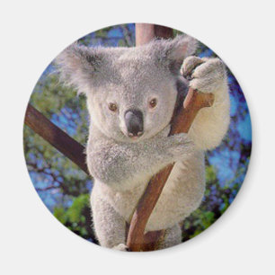 Koala Beer Magneet