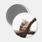 Koala Beer Magneet (Voorkant / Achterkant)