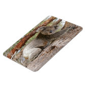 Koala Beer Magneet (Linkerzijde)