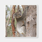 Koala Beer Magnet Magneet (Voorkant)