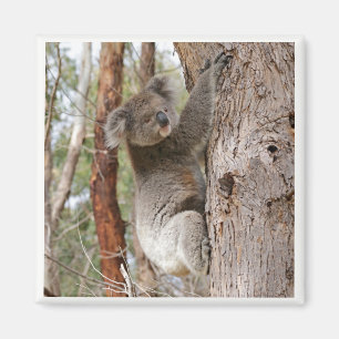 Koala Beer Magnet Magneet