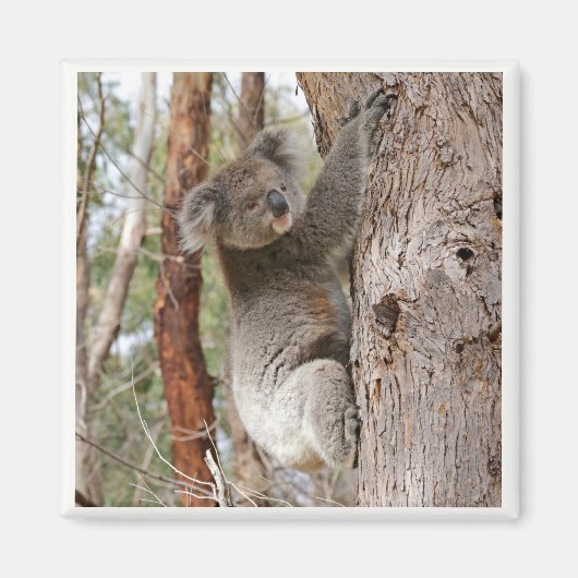 Koala Beer Magnet Magneet (Voorkant)