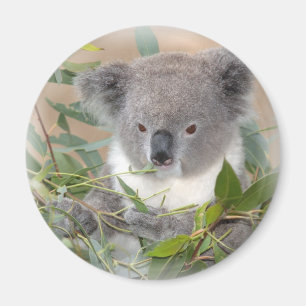 Koala Beer Magnet Magneet