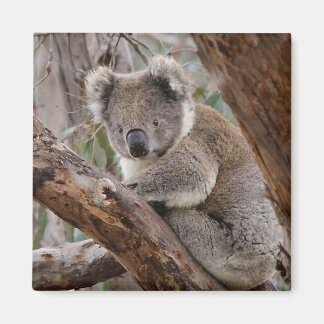 Koala Beer Magnet Magneet