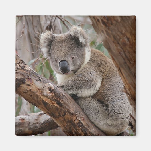 Koala Beer Magnet Magneet (Voorkant)