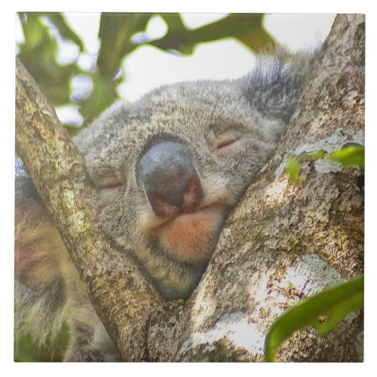 Koala Beer Napping Tegeltje (Voorkant)