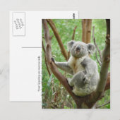 Koala-Beer op de boom in de dierentuin Perth Briefkaart (Voorkant / Achterkant)