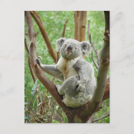 Koala-Beer op de boom in de dierentuin Perth Briefkaart (Voorkant)