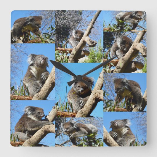 Koala Beer Photo Collage Vierkante Klok (Voorkant)