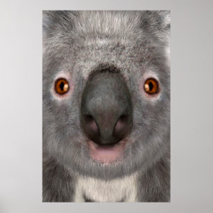Koala Beer Poster