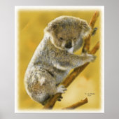 Koala-Beer... Poster en afdrukken. (Voorkant)