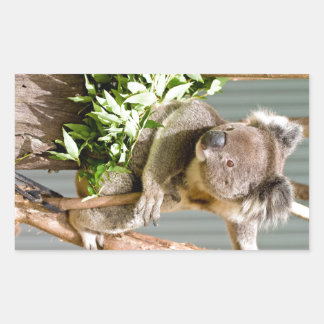Koala Beer Rechthoekige Sticker