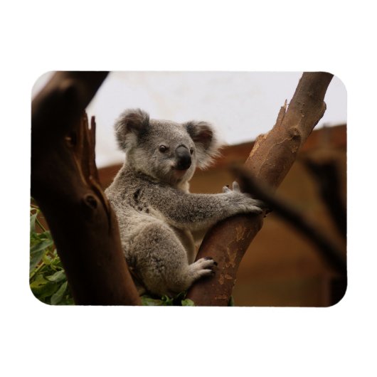 Koala Beer Sitting in Tree, Australië Magneet (Horizontaal)