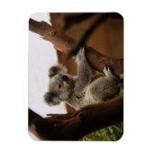 Koala Beer Sitting in Tree, Australië Magneet (Verticaal)