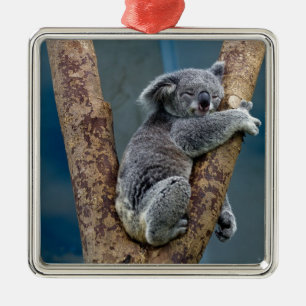 Koala Beer slaapt in een boom Metalen Ornament