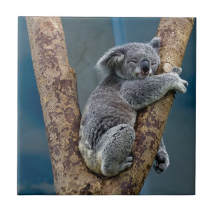 Koala Beer slaapt in een boom Tegeltje