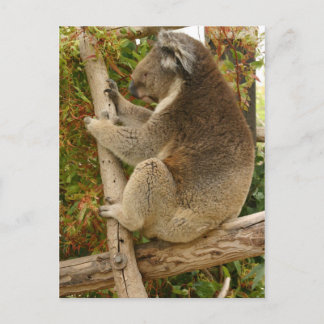 Koala beer slaapt op een boom briefkaart