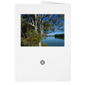 Koala Beer Slapend In Eucalyptusboom, Verjaardag (Achterkant)