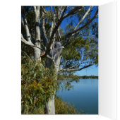 Koala Beer Slapend In Eucalyptusboom, Verjaardag (Binnen (Links))