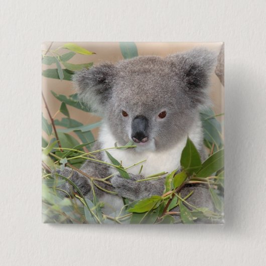 Koala Beer Square Pin Vierkante Button 5,1 Cm (Voorkant)