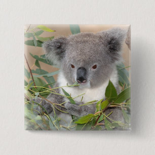 Koala Beer Square Pin Vierkante Button 5,1 Cm