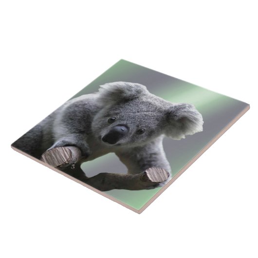 Koala Beer Tegeltje (Zijkant)