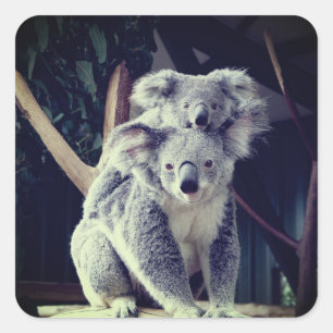 Koala Beer Vierkante Sticker