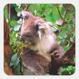 Koala Beer Vierkante Sticker