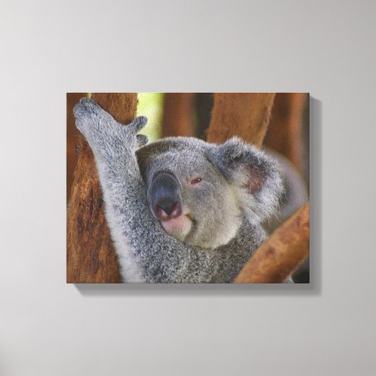 Koala Beer Wrapped Canvas (Voorkant)