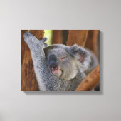 Koala Beer Wrapped Canvas Afdruk (Voorkant)