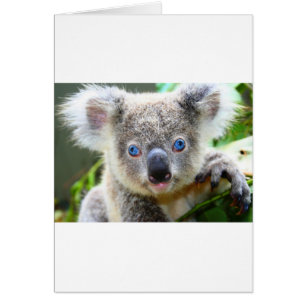 Koala Beren