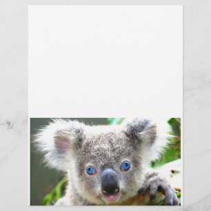 Koala Beren