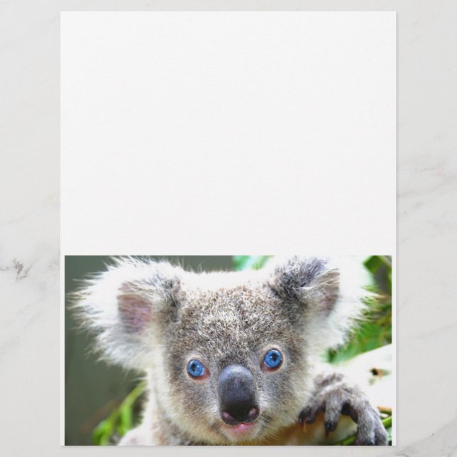 Koala Beren (Voorkant)