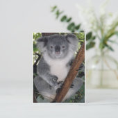 Koala Beren Briefkaart (Staand voorkant)