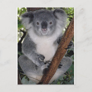 Koala Beren Briefkaart