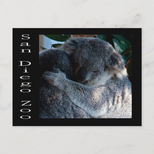 Koala beren briefkaart (Voorkant)