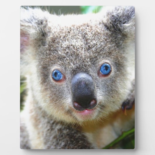 Koala Beren Fotoplaat (Voorkant)