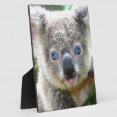 Koala Beren Fotoplaat (Zijkant)